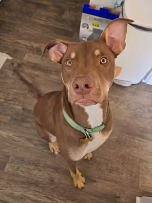 Sammy's mom reached out to us for post-adoption training support. We initially began helping Sammy with some frustration based leash reactivity. Now, we have been working on engagement with his mom and some fun tricks.