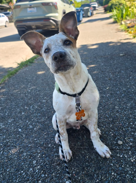 Puppy Foundations photo
