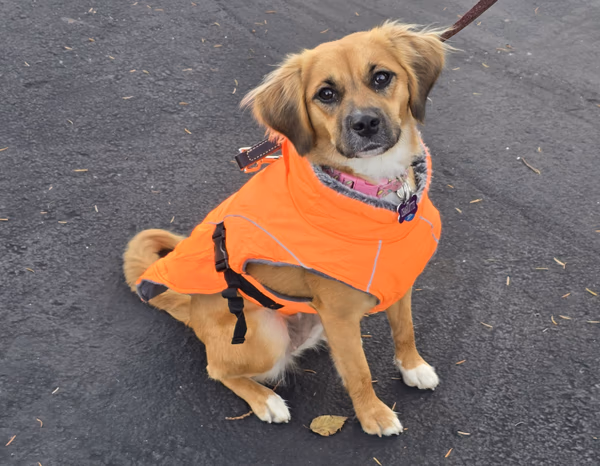 Dogs training together in a group class