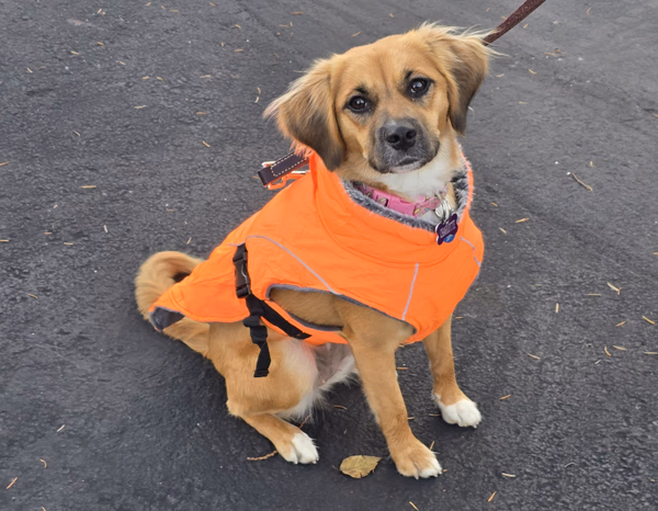 Dogs training together in a group class