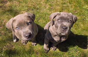 These two cute babies are littermate Cane Corso puppies, Athena and Apollo. Their dad reached out to help get them started on the right foot with socialization and early training. We worked on exposure to sounds, handling, puppy play with others their age, and positive time apart from each other.