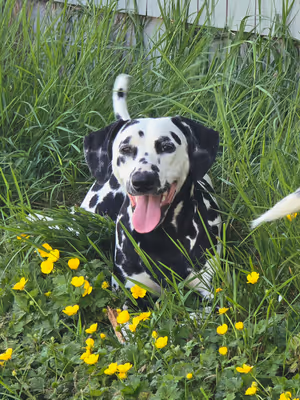 This is Fifi. Her mom requested help with recall and jumping up on guests. With three dogs in the household, her mom was a bit overwhelmed. We have come so far since the early days! All three dogs have made huge strides in their recall, and are beginning to understand that four-on-the-floor is what we want.